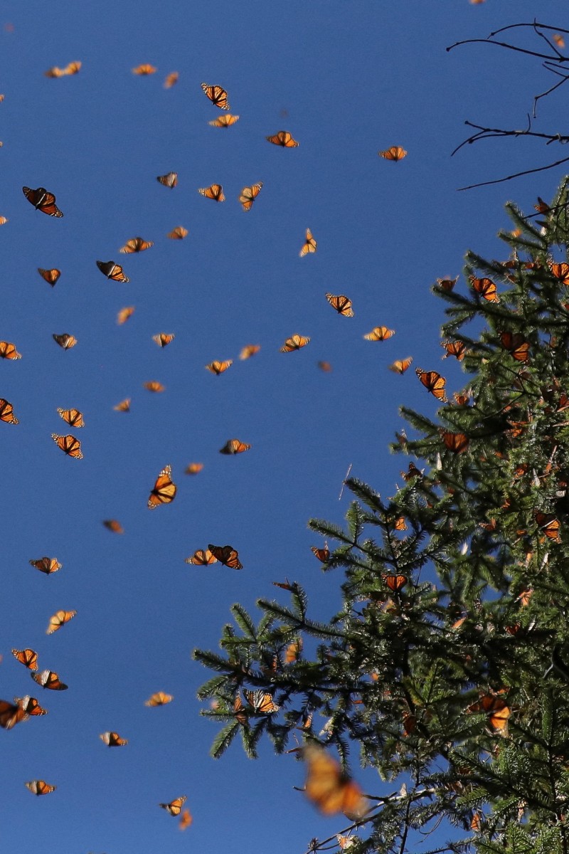 In Mexico, endangered monarch butterflies inspire hopes of a comeback