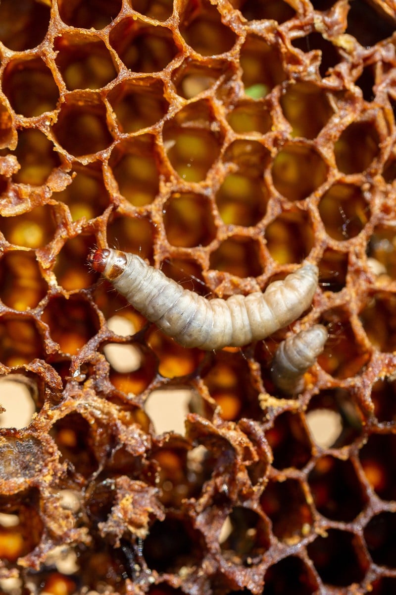 Why Do Wax Worms Turn Brown At Carisa Macaulay Blog why-do-wax-worms-turn-brown-at-carisa-macaulay-blog