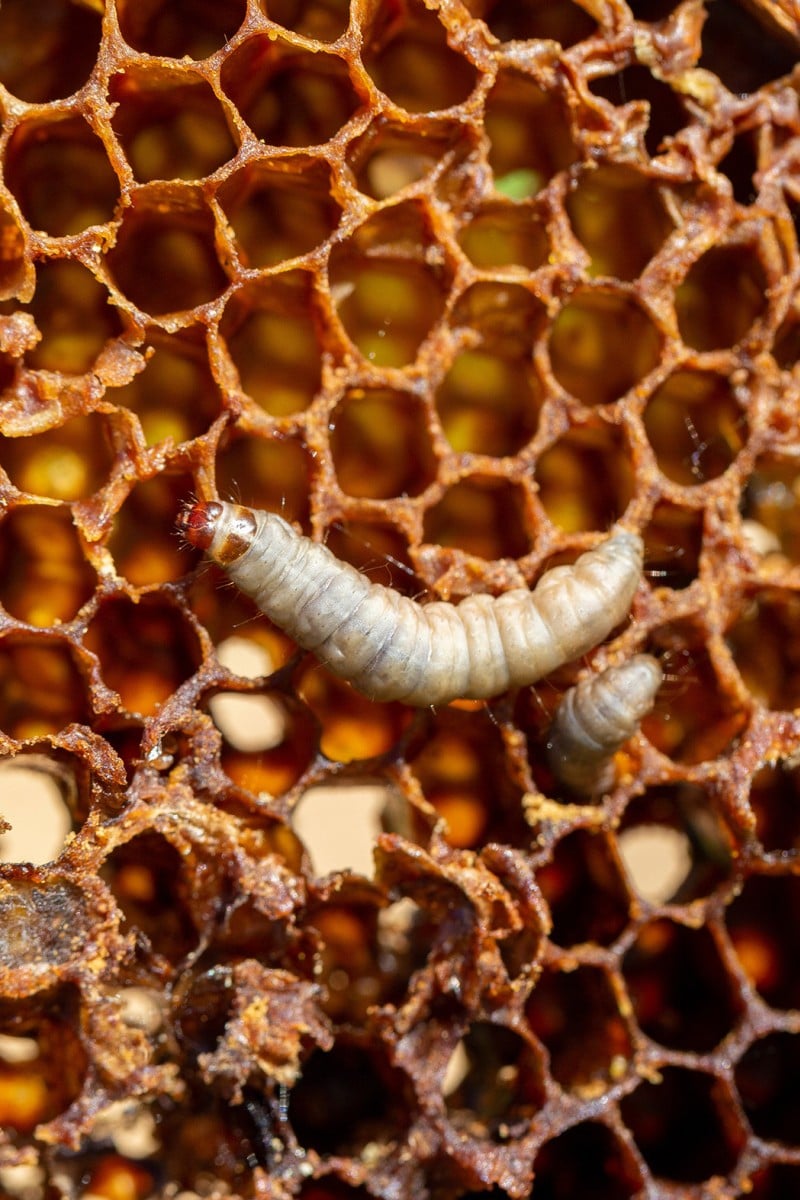 Plastic-gobbling enzymes in wax worm spit offer slobbery solution to help  ease pollution - YP