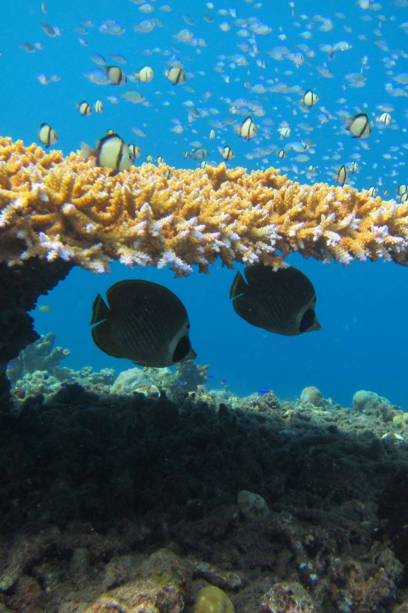 Chasing Coral' Shows the Deadly Effect of Climate Change on Our Oceans