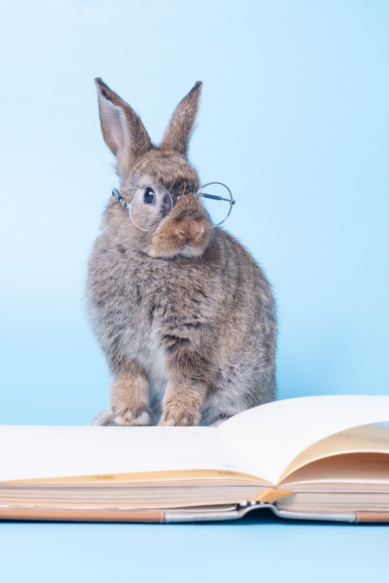Bunny Call Full Book PDF, PDF