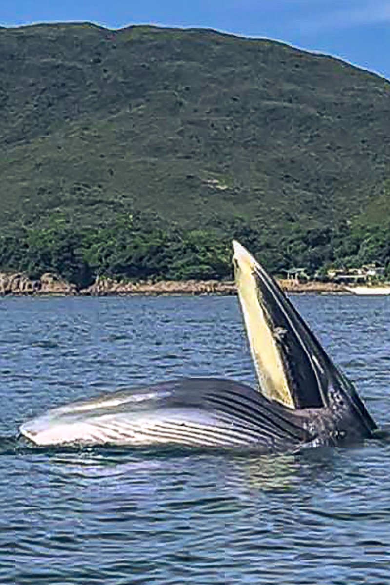 Delighted onlookers spot whale in Hong Kong s eastern waters near