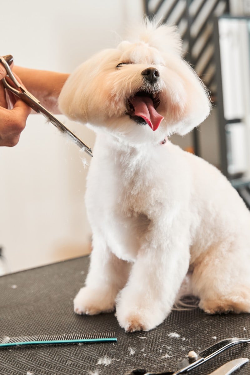 Summer hair care for your dog trimming coats can help some breeds
