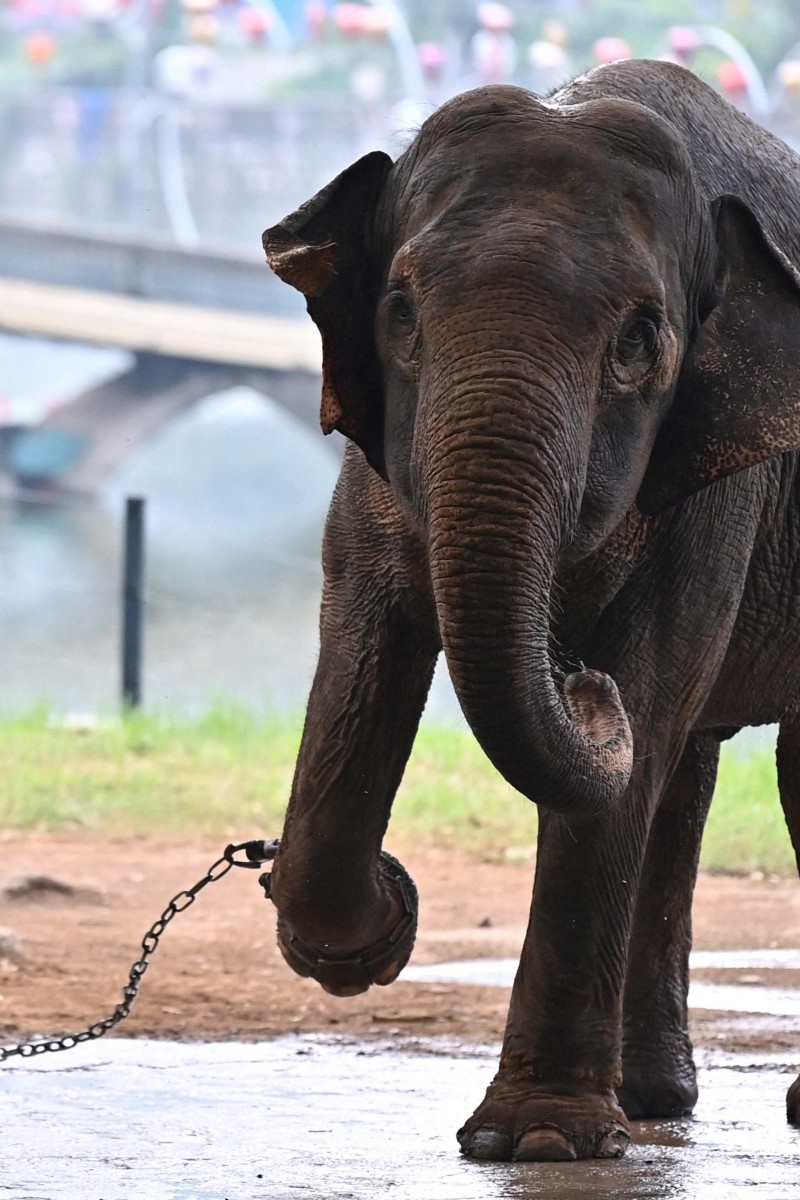 Activists demand release of chained elderly elephants at Hanoi zoo - Young Post | South China Morning Post