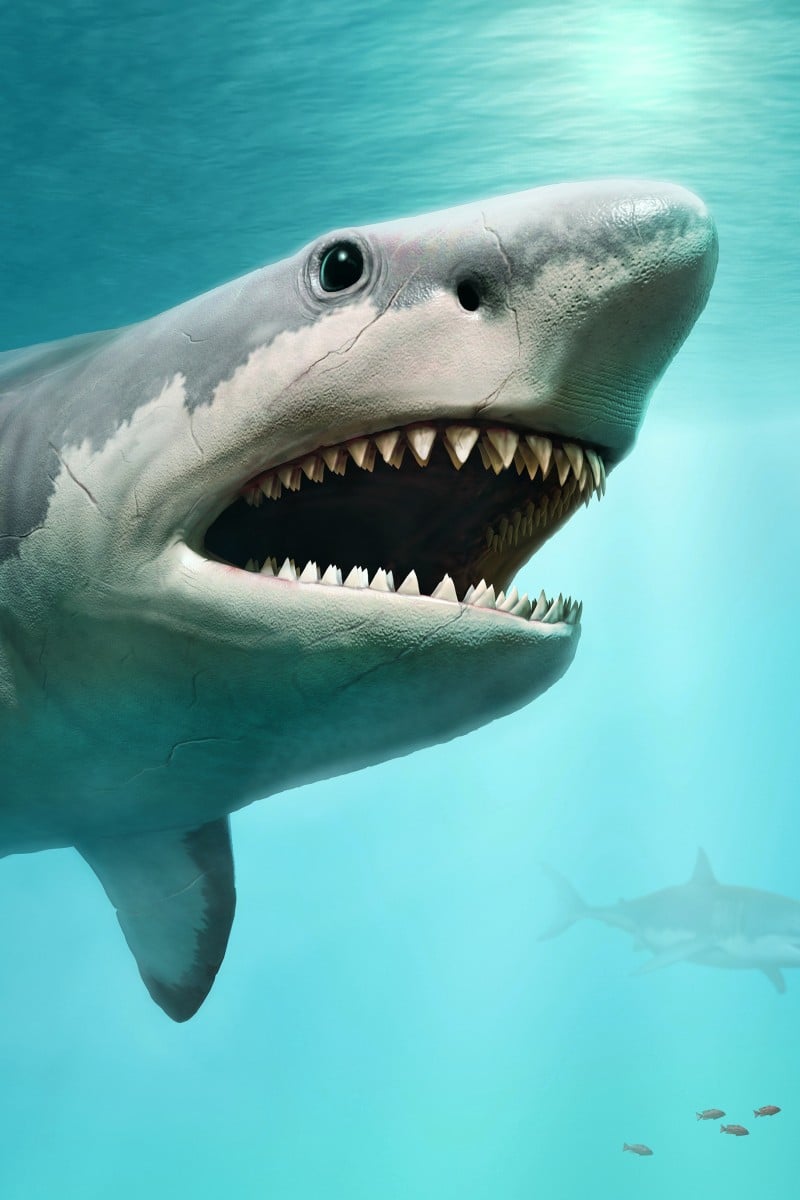 New information about megalodon shark may reveal why marine predator