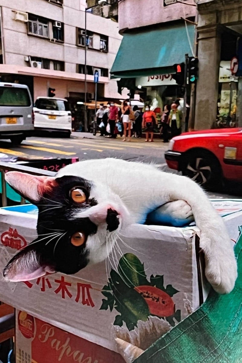 Hong Kong s shop cats on display at photography exhibition from beloved Instagram account Young Post South China Morning Post
