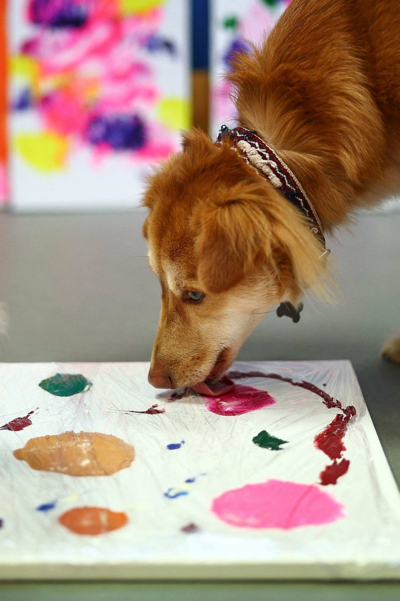 Art made by dogs sales