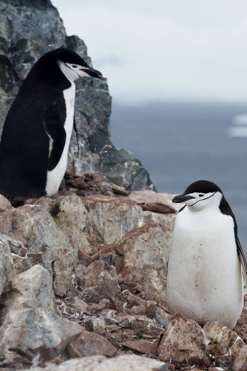 How animals choose to snooze: penguins take thousands of tiny naps a