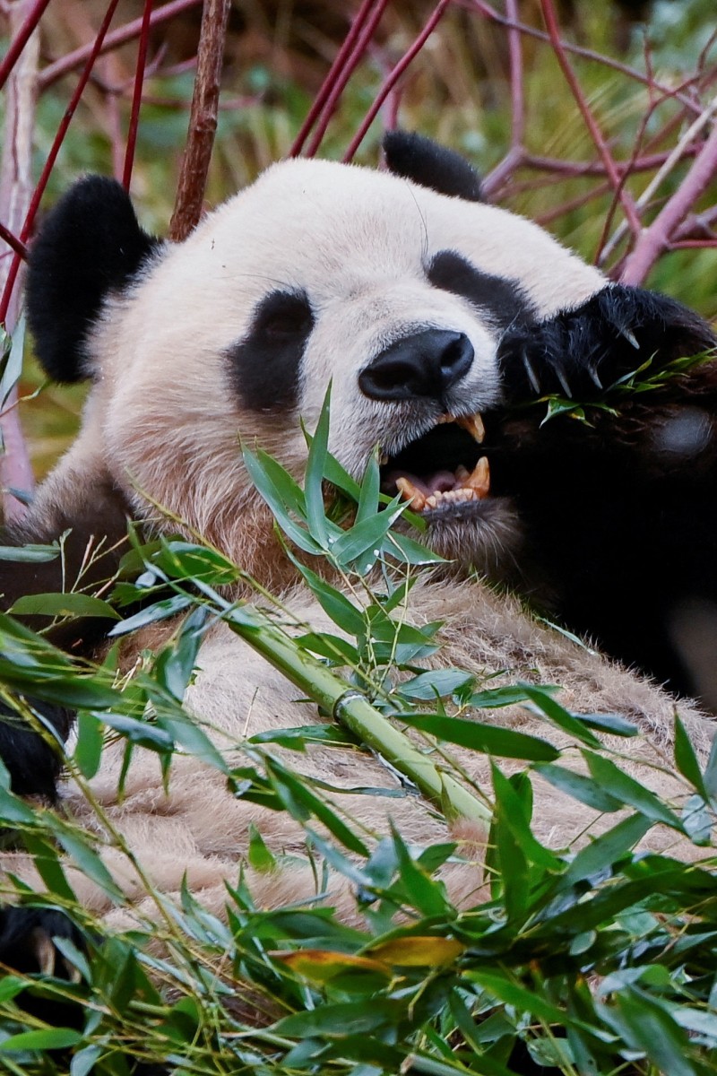 Face Off Can China S Panda Diplomacy Close The Cultural Gap With Its Face Off Can China S Panda Diplomacy Close The Cultural Gap With Its