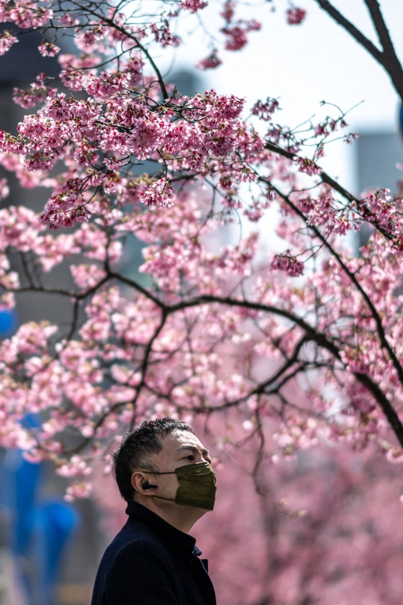 Climate change and urbanisation lead to early flowering of cherry
