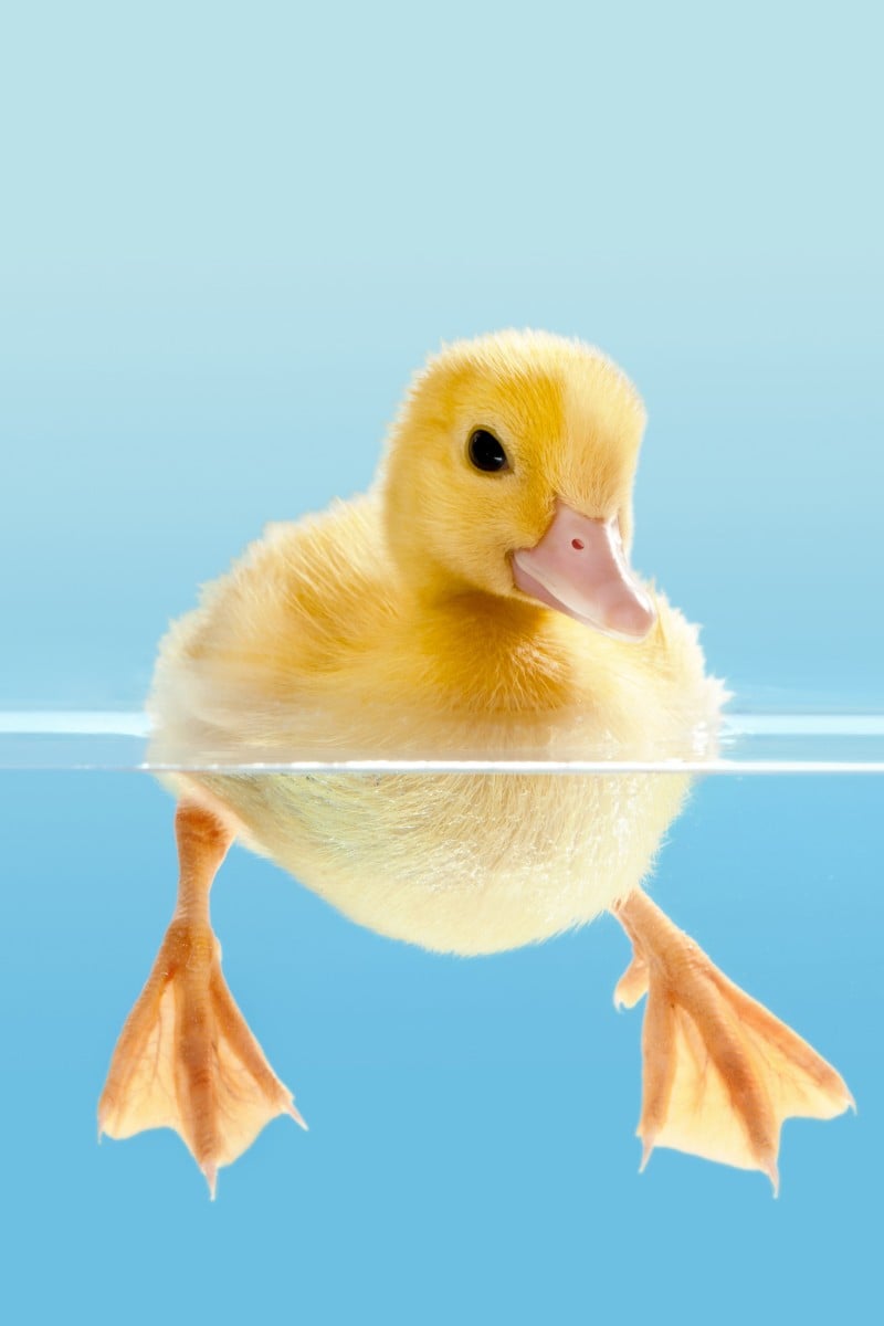 Bebek Ördek Sendromu