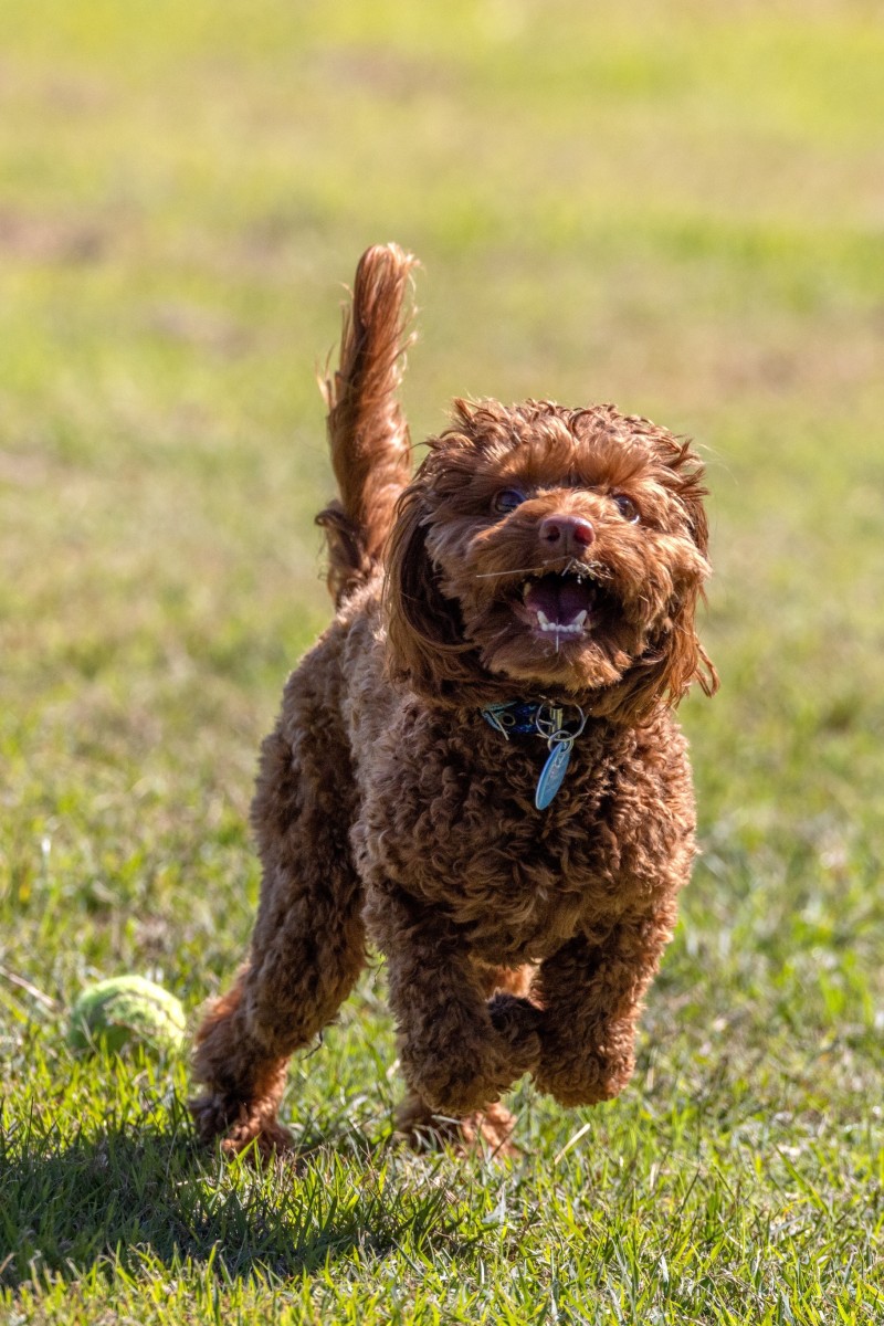 Spark Study Buddy Challenger Are mixed breed dogs like doodles healthier than purebreds Young Post South China Morning Post