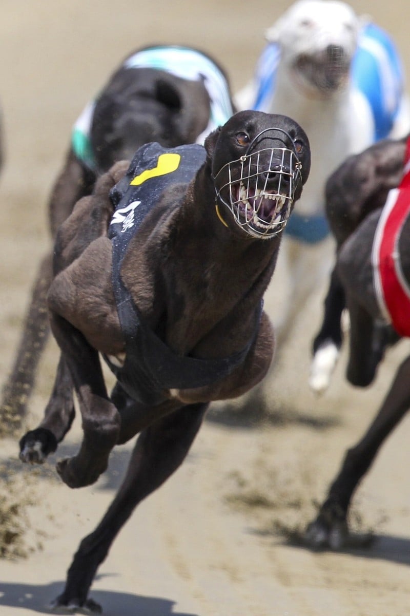 Listen Up: New Zealand to end greyhound racing by 2026 amid dog welfare ...