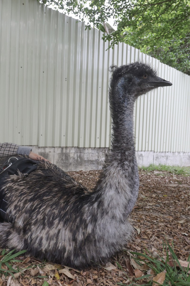 Runaway emu finds forever home at Hong Kong animal shelter - Young Post ...
