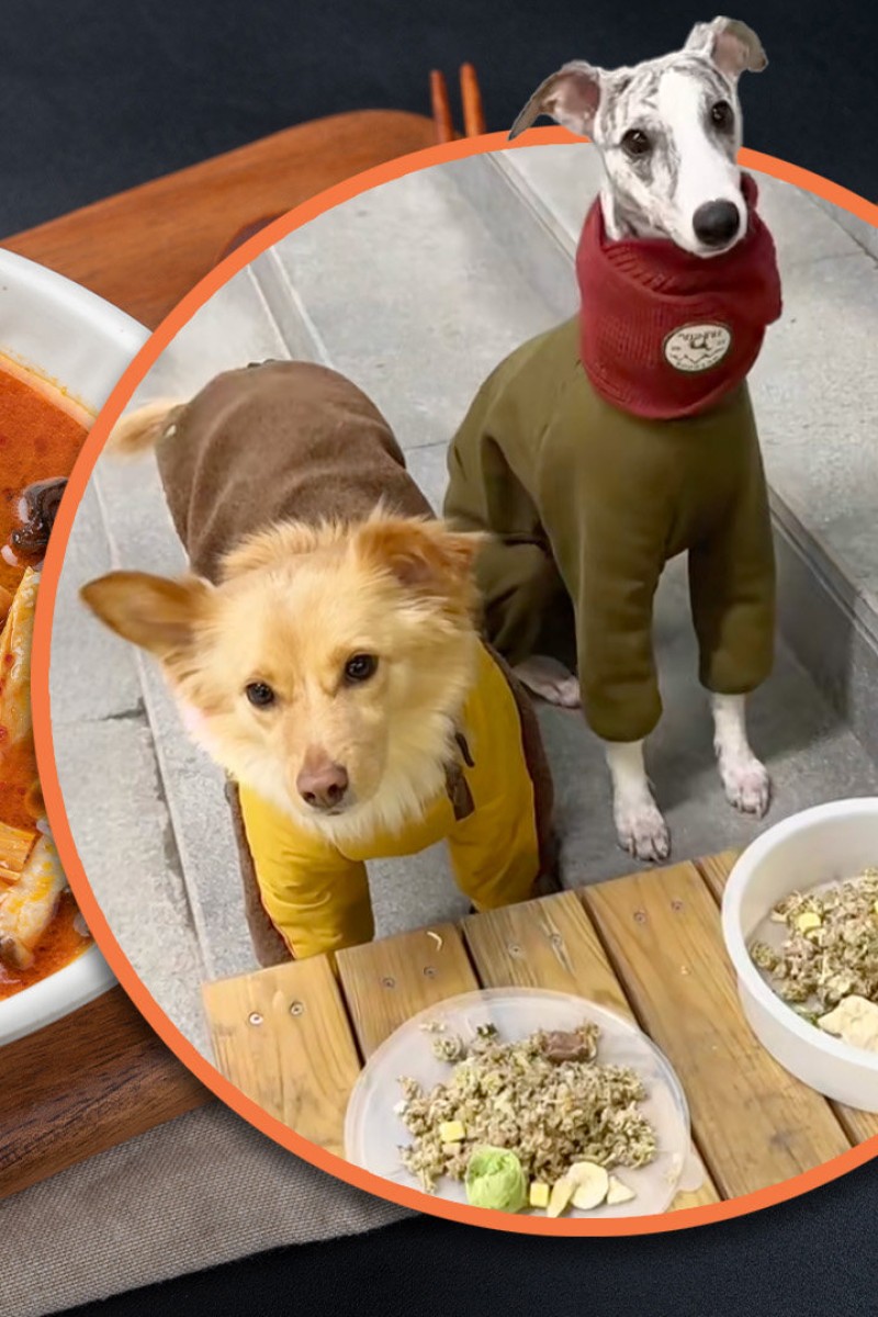 Can Dogs Have Chinese Food: Safety Tips for Pet Owners