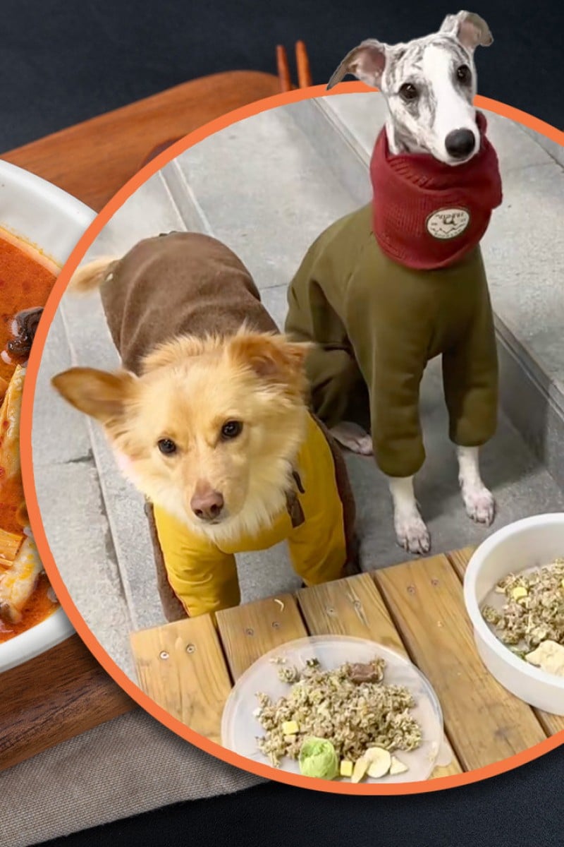 Can Dogs Have Chinese Food: Safety Tips for Pet Owners