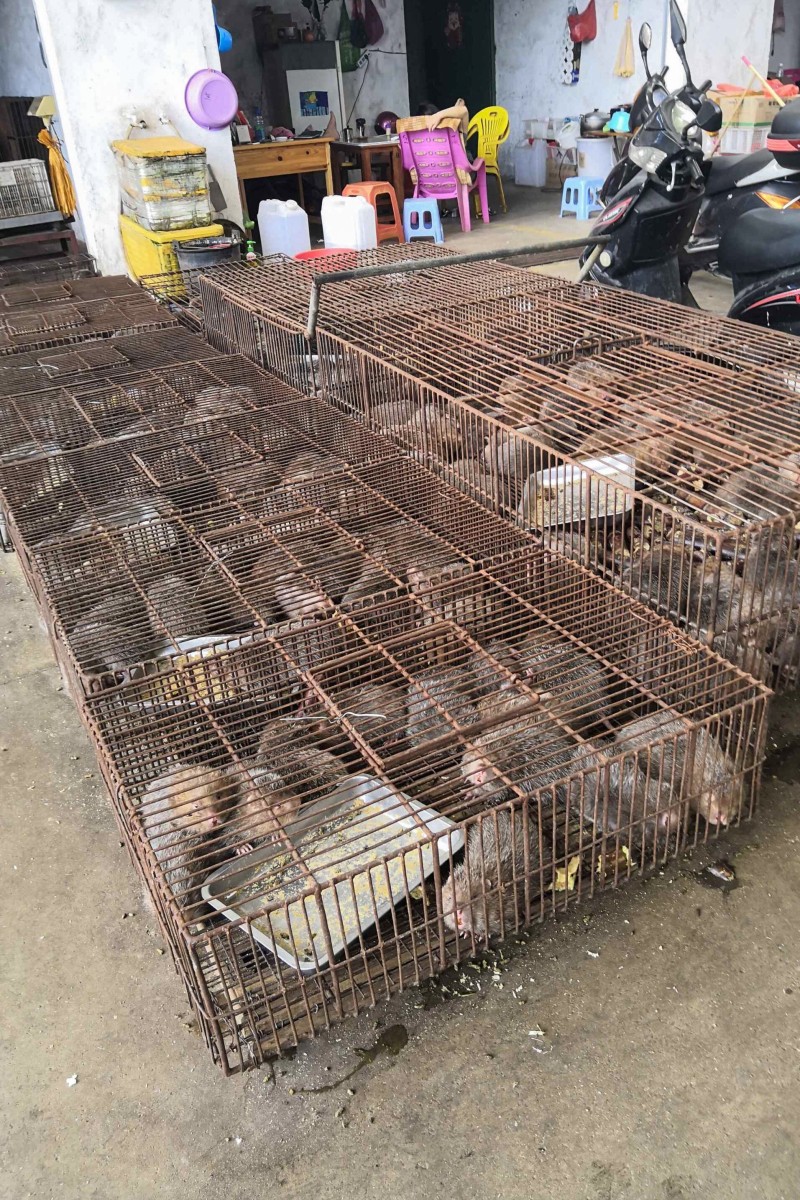 Wild animals for sale in Qingyuan, Guangdong province, in June 2018. Photo: Handout