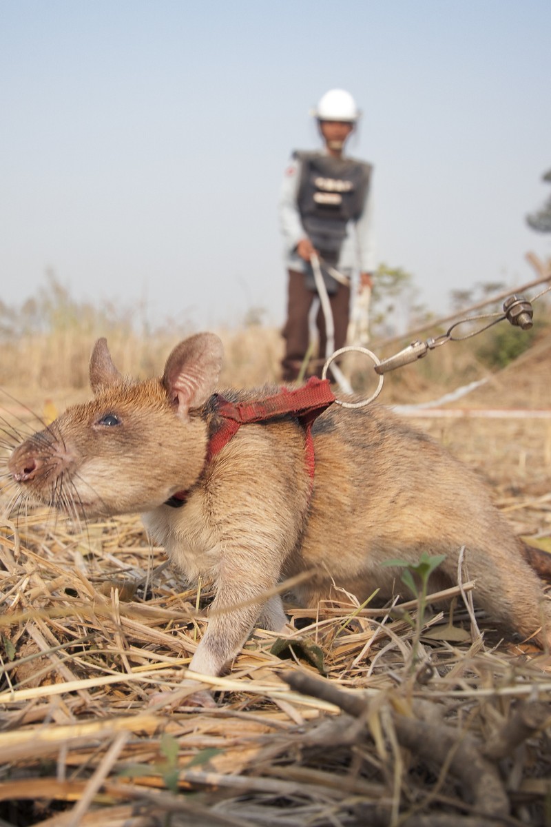 Rats landmines discount