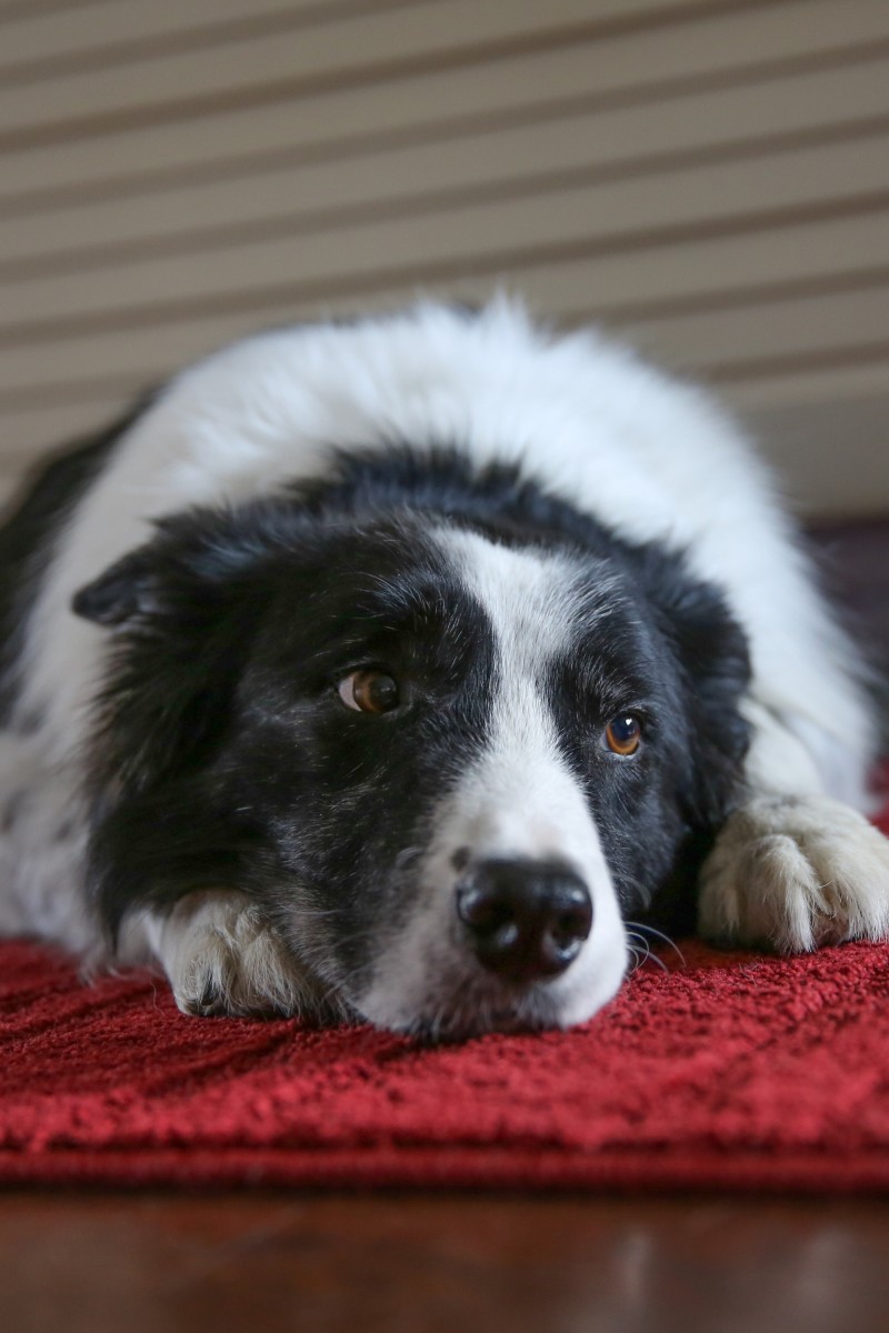 Why you should give older pets a second chance at life YP