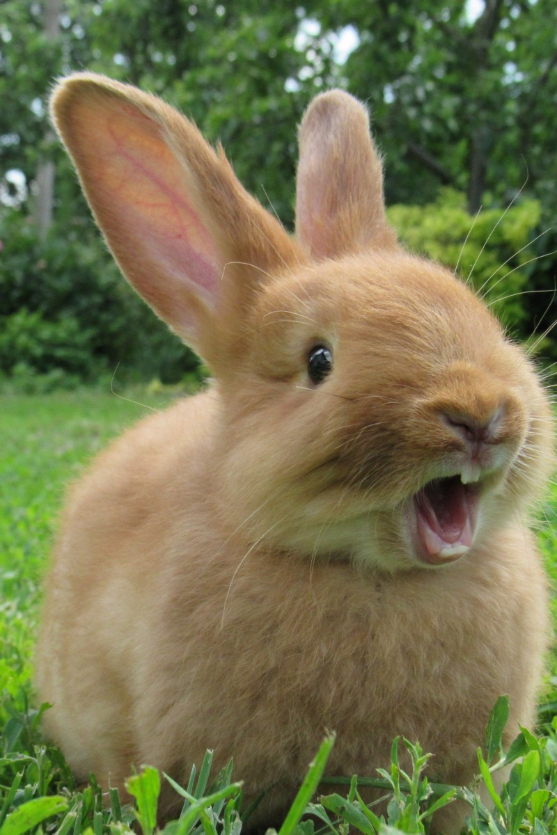 Rabbit Exercise: 7 Best Activities for Your Pet - The Rabbit Hop