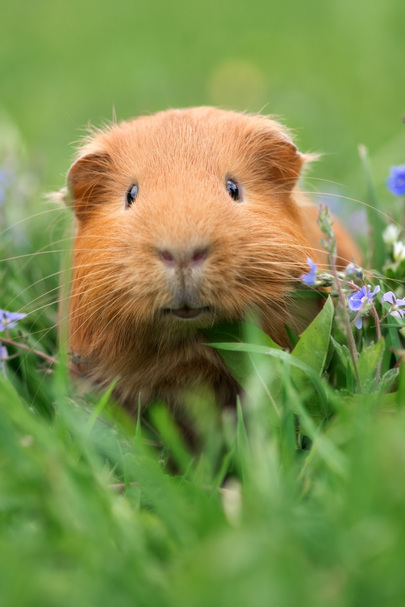 My guinea pig is best sale making a strange noise