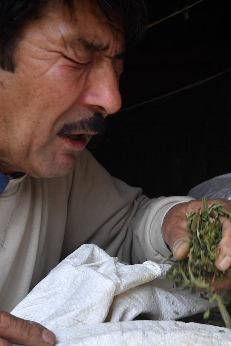 what's tobacco made out of Tobacco | Cultivation, Curing & Grading