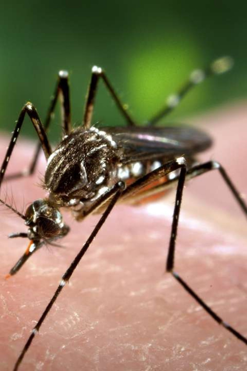 Third case of Dengue fever found in Hong Kong: even more reason to avoid mosquitoes - YP | South China Morning Post