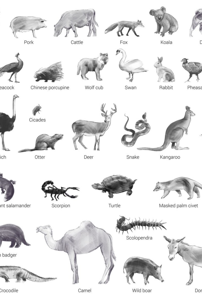 Coronavirus outbreak: Live animals and meat at the epicentre market ranged from seafood to koalas and live wolf pups - YP | South China Morning Post Coronavirus outbreak: Live animals and meat at the epicentre market ranged from seafood to koalas and live wolf pups - YP | South China Morning Post