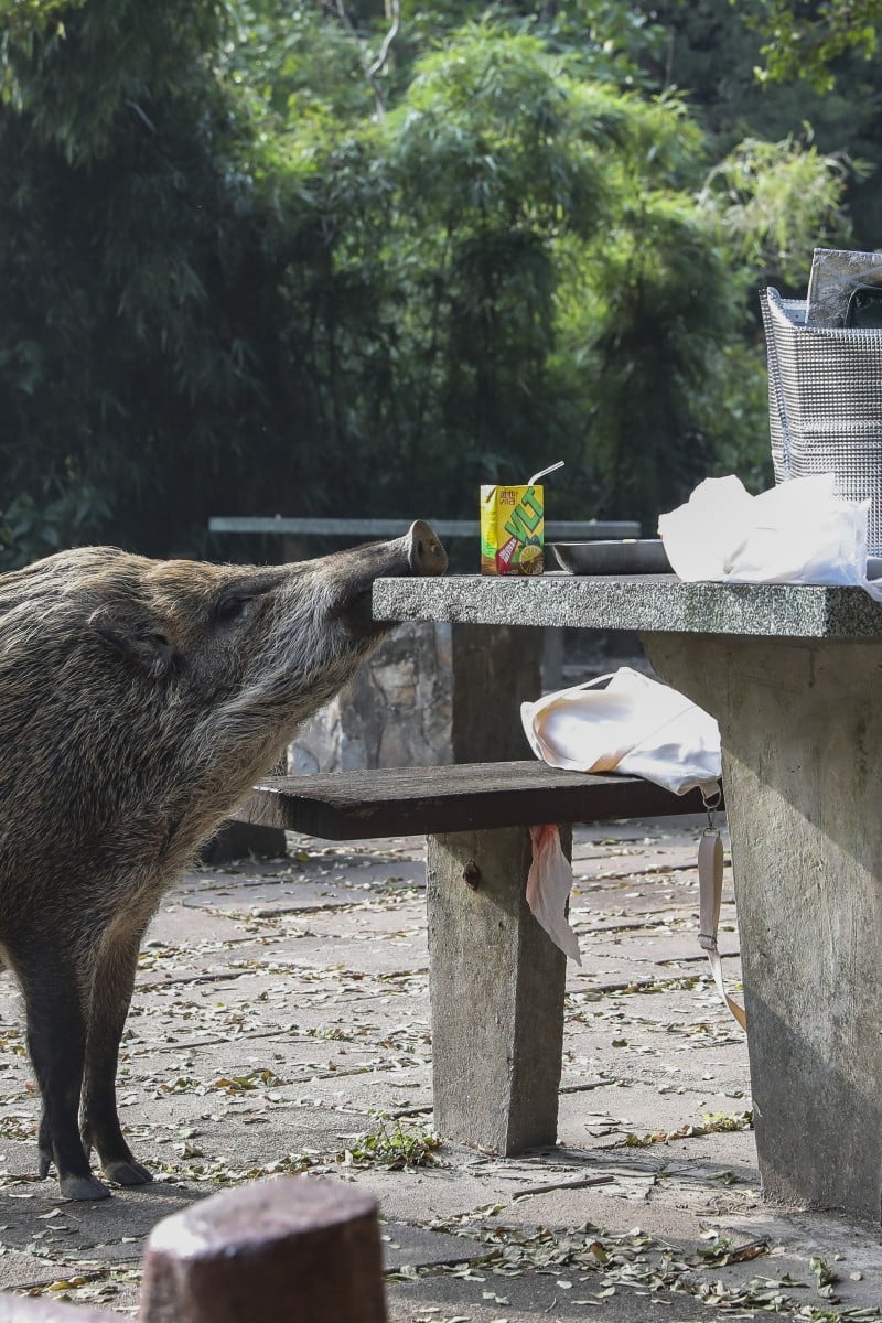 AFCD explains why feeding HK's wild animals harms them and endangers people  - YP | South China Morning Post