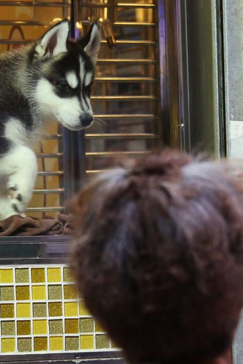 New law to license Hong Kong pet breeders has been rushed in and