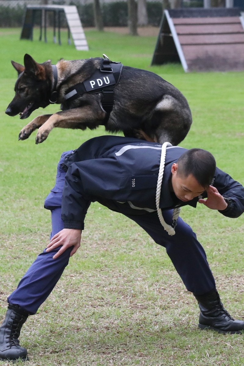 police dog training cost