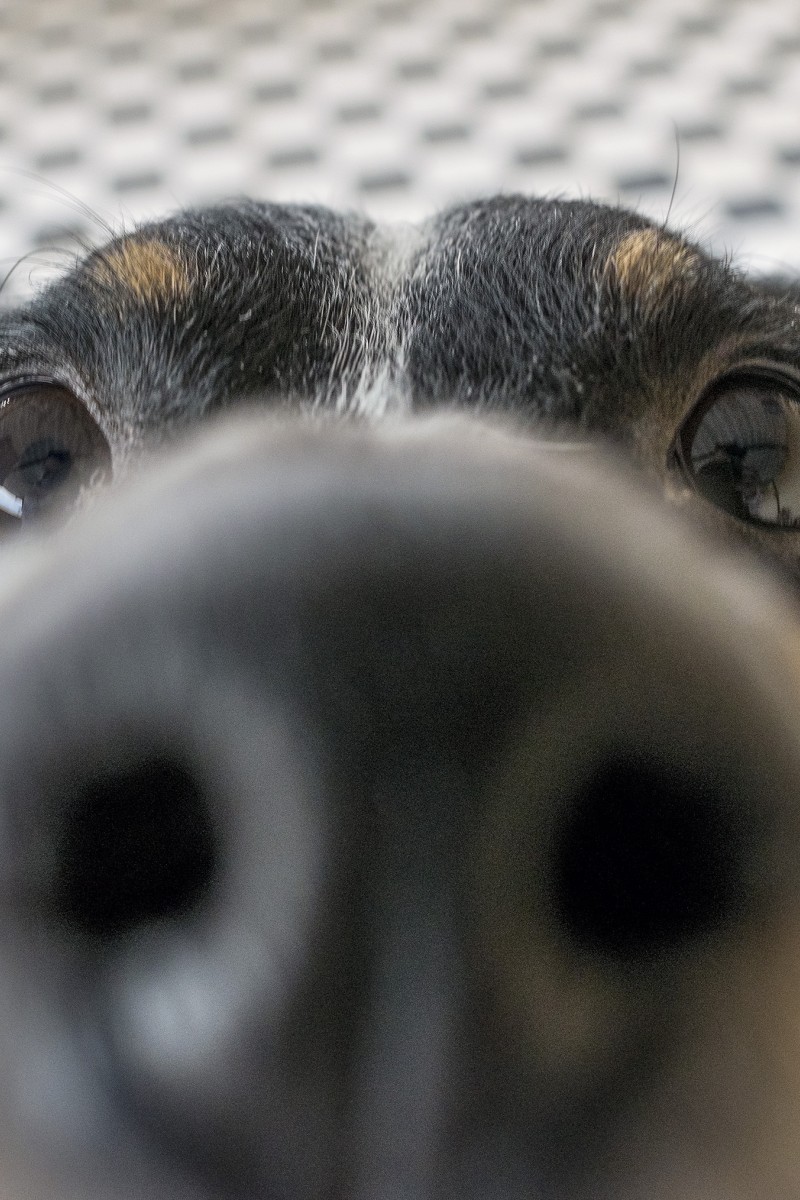 cancer-sniffing-dogs-detect-disease-with-sensitive-sense-of-smell-yp