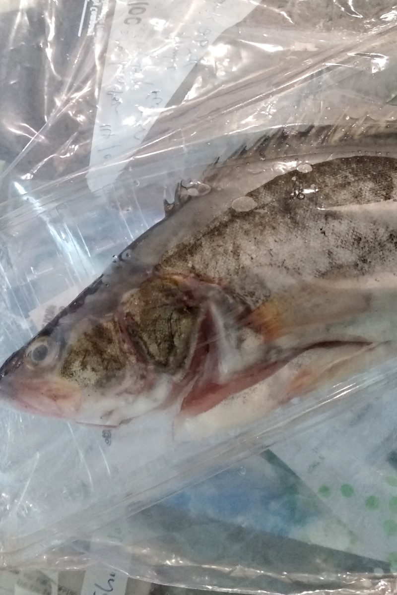 Watson Fish Fish samples in four A S Watson supermarkets found to contain cancer ...