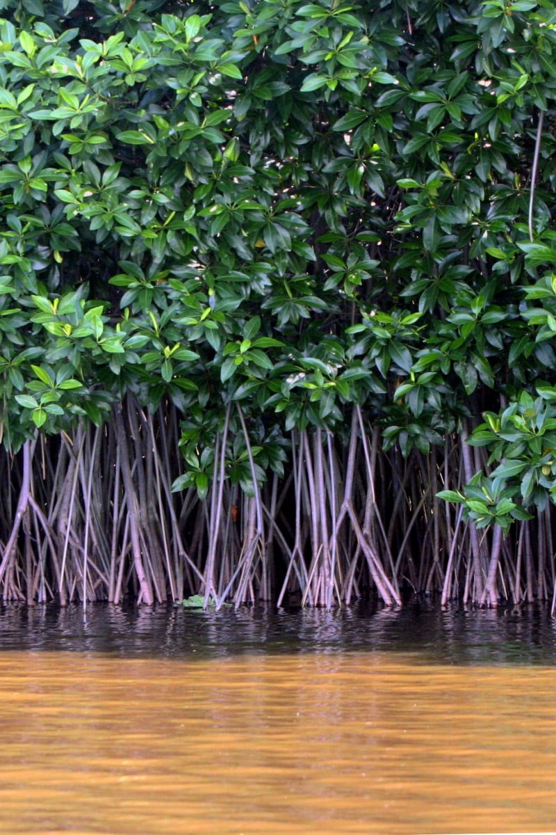 Mangrove Swamp Plants