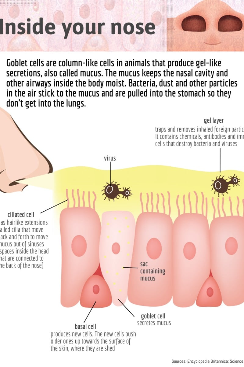 What Does The Colour Of Your Mucus Mean And What Does It Say About Your Health Yp South China Morning Post