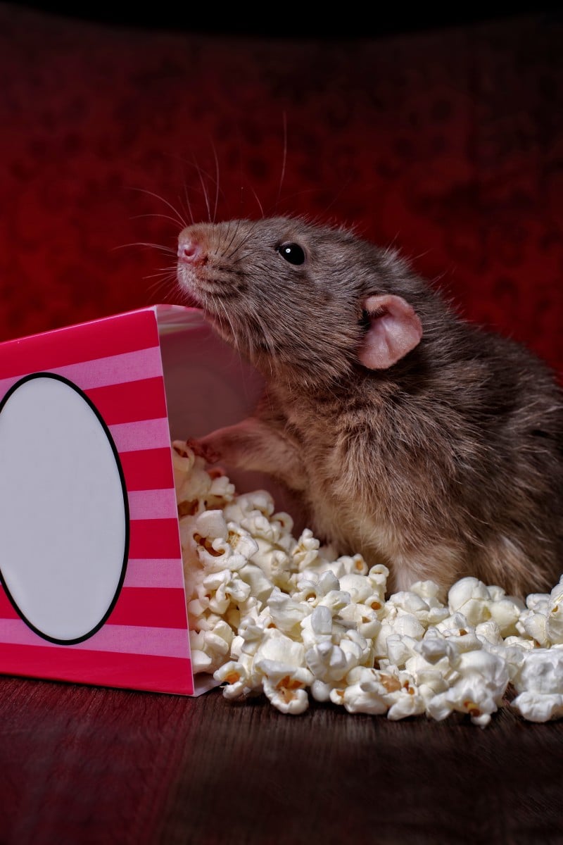 20 movies about rats we've grown to love, from 'Ratatouille' to 'Pokemon' -  YP | South China Morning Post