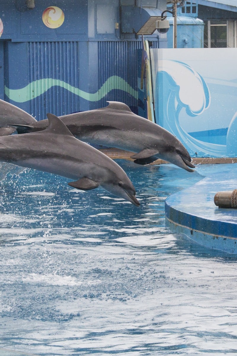 Ocean Park Hong Kong to stop dolphin show and other live animal  performances - YP | South China Morning Post