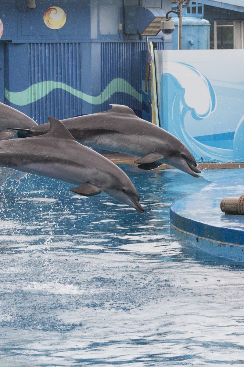 Ocean Park Hong Kong to stop dolphin show and other live animal performances - YP | South China Morning Post Ocean Park Hong Kong to stop dolphin show and other live animal performances - YP | South China Morning Post