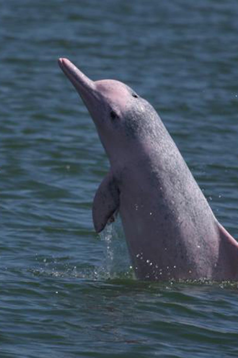 7 Facts You Should Know About Hong Kong S Rare And Precious Pink Dolphins Yp South China Morning Post