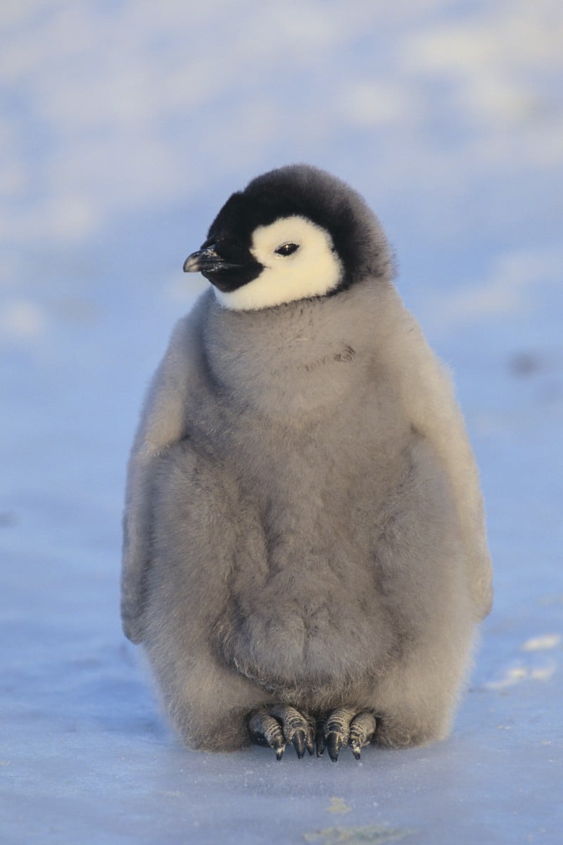 Top 10 Cutest Animals - YP | South China Morning Post