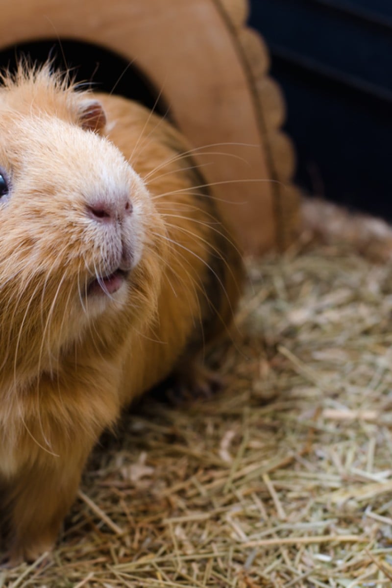 Pet Parenting 101 Guinea Pigs Are Cute Furry Friends Who Love To Chat Yp South China Morning Post