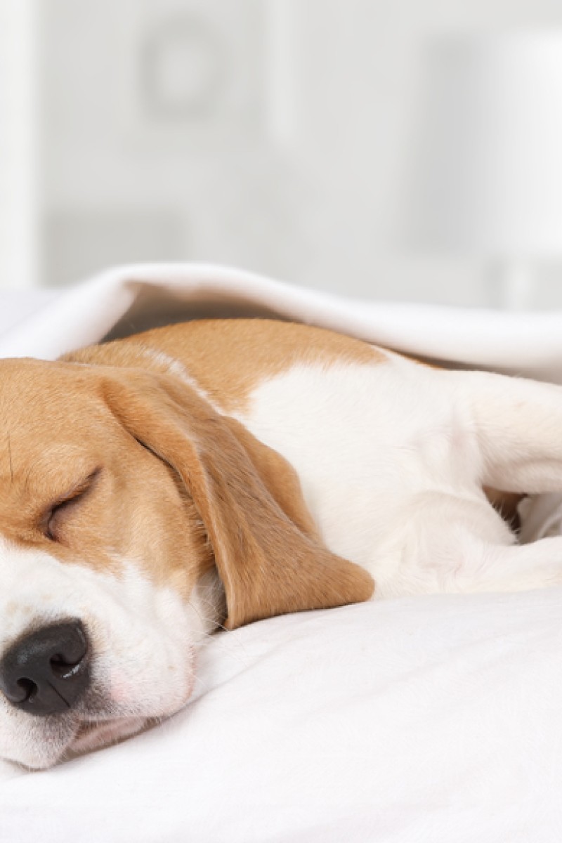 4 better ways to nap like a pro and why you sometimes feel groggy