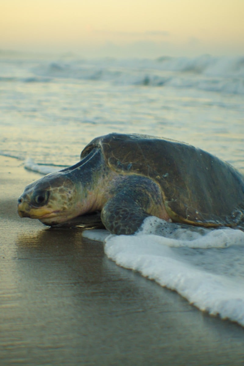 World Turtle Day 10 Shell Shocking Facts About The Reptiles In A Half Shell Yp South China Morning Post