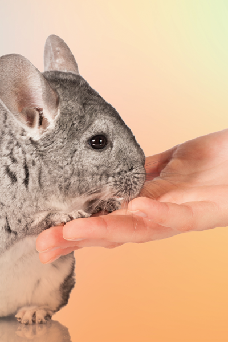 Chinchillas are the best ever pets (even if cats, always and forever, win  the internet still) - YP | South China Morning Post