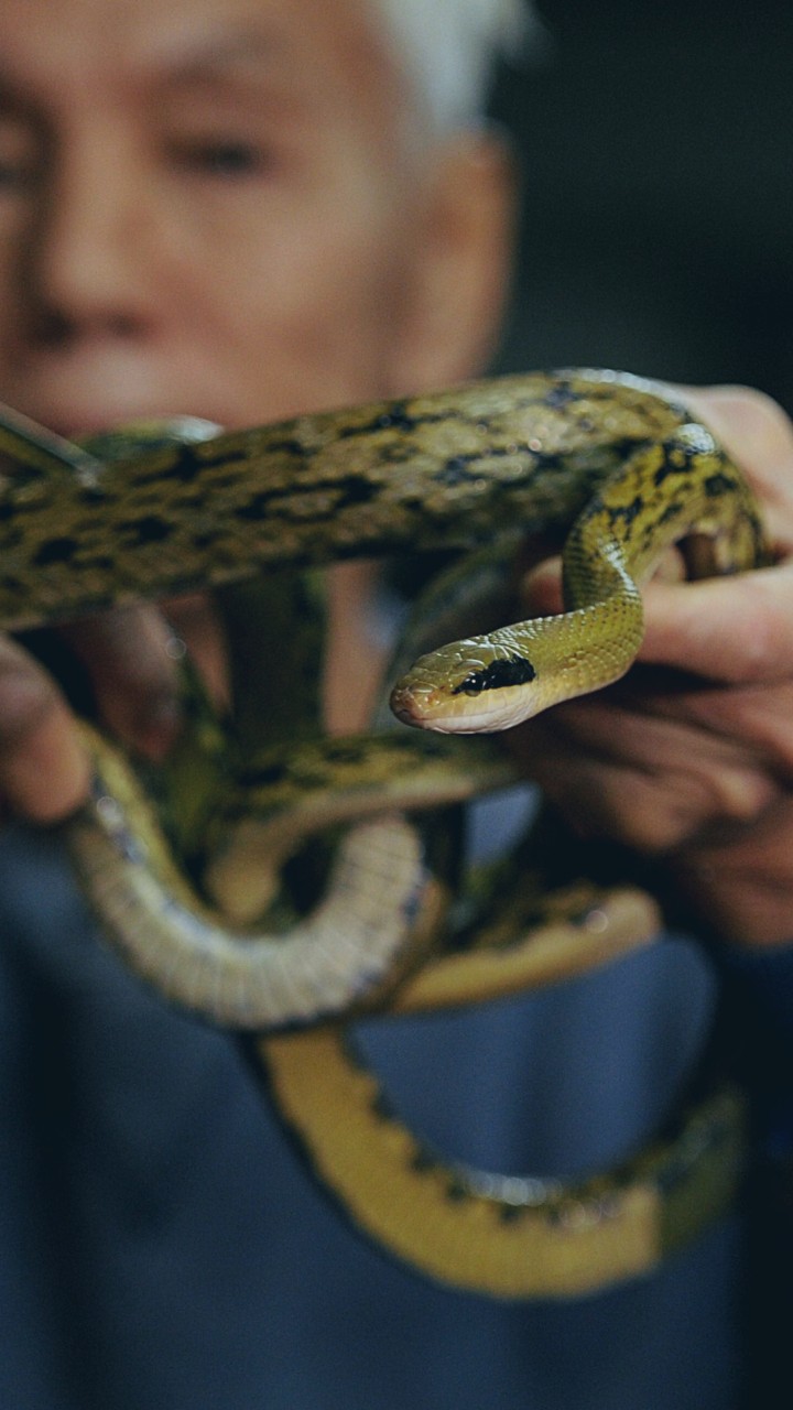 Coronavirus: confusion arises over what China’s wildlife bans cover