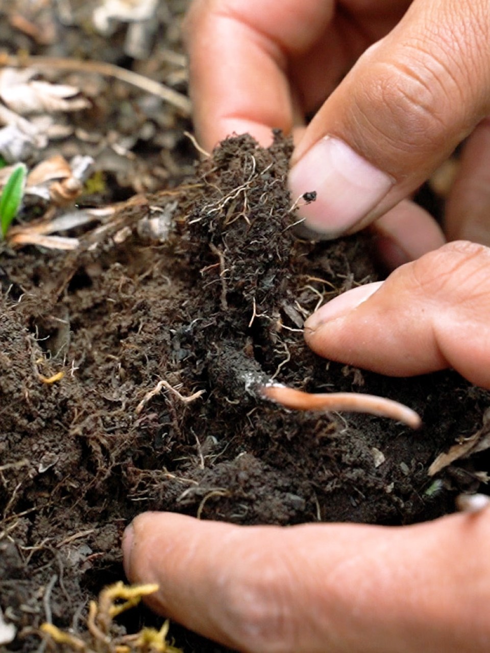 Cordyceps Season Inside The Hunt For The World S Most Expensive Fungus Goldthread Use features like bookmarks, note taking and highlighting while reading most expensive fungus: cordyceps season inside the hunt for