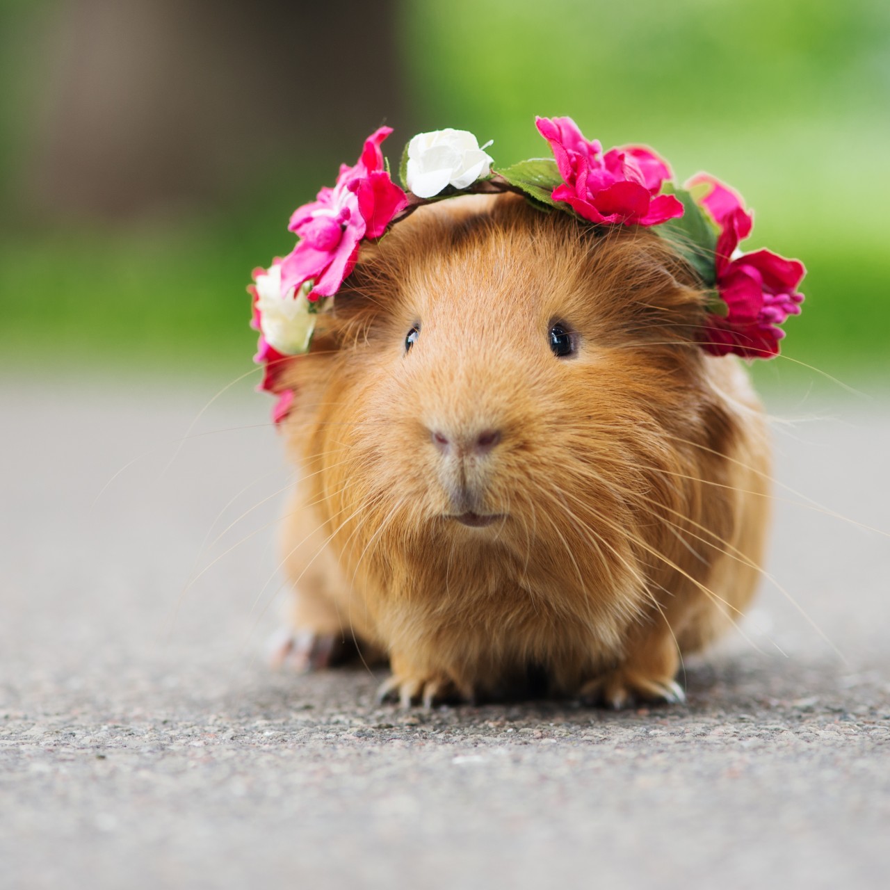 The pretty guinea store pig