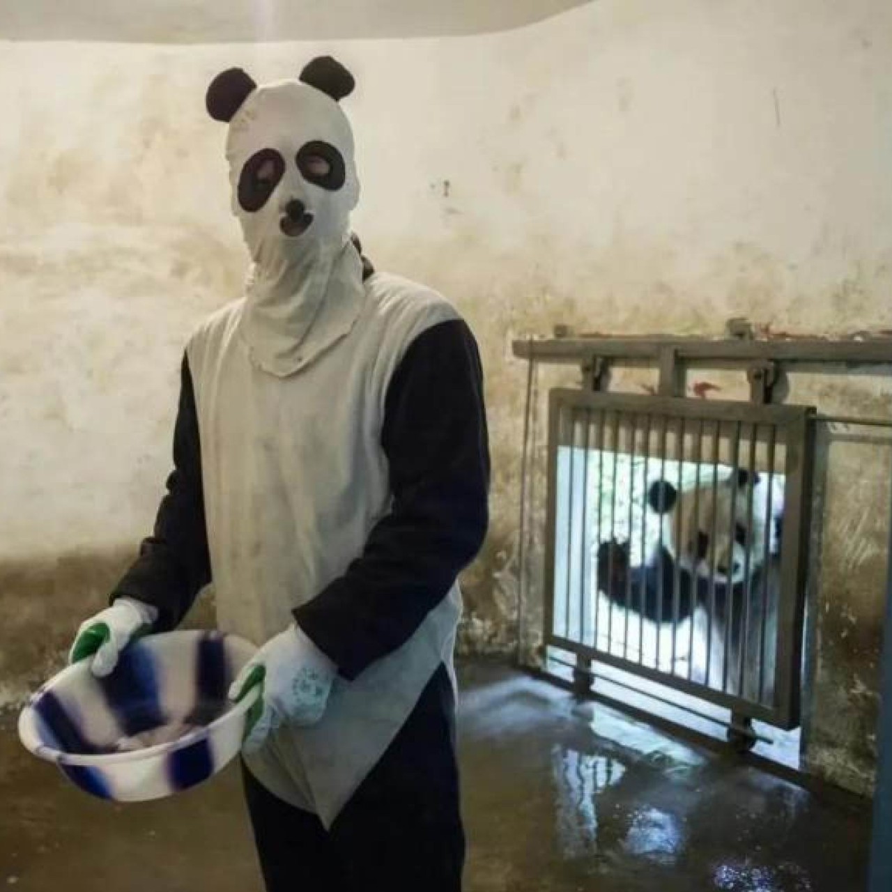 Chinese wildlife staff go viral for wearing panda suits covered with bear  faeces and urine - YP | South China Morning Post