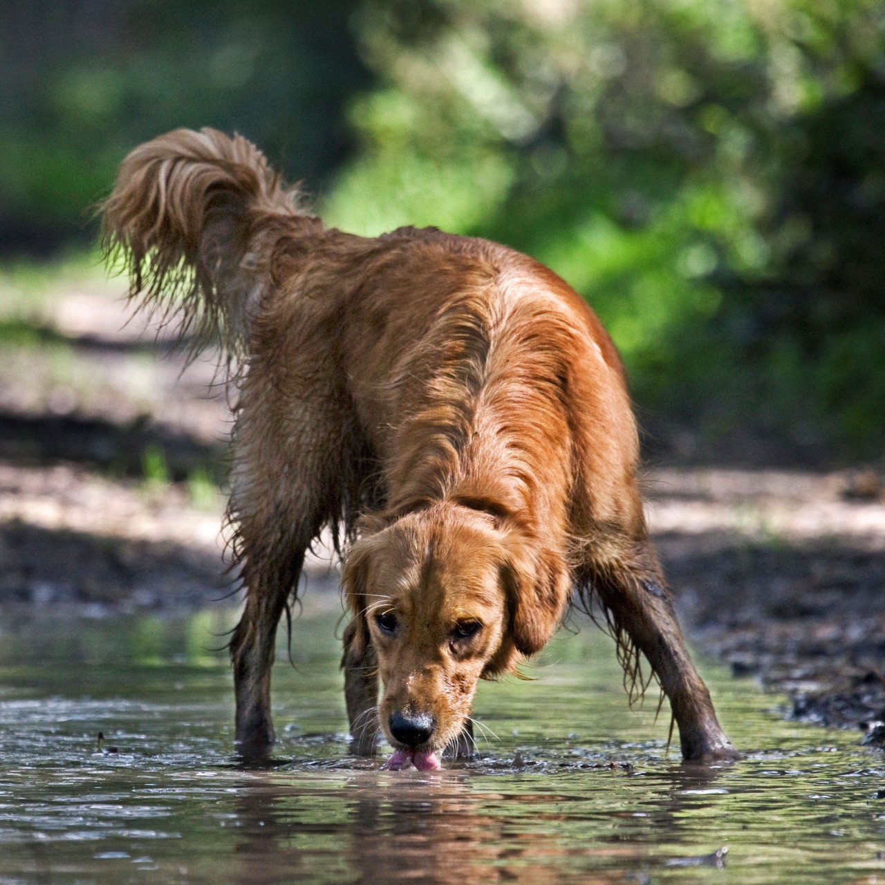 The China Boom In Pet Markets Dog Breeding And Pet