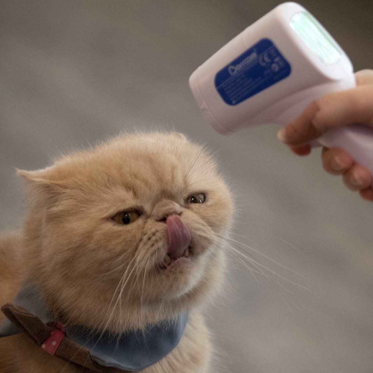 Ed Sheeran S Cats Join Celebrity Pet Crowd With Instagram Pages